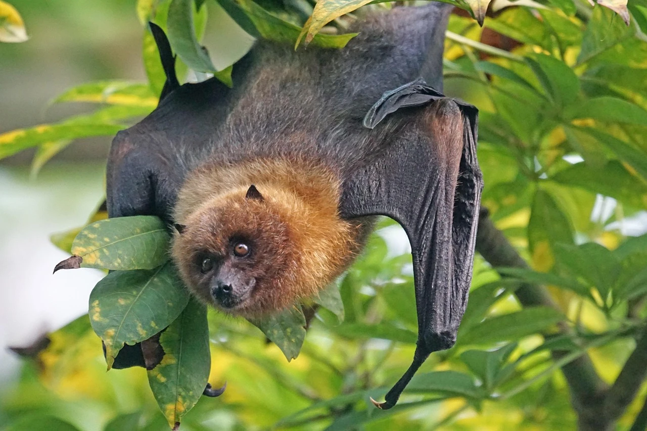 Counting critters: Students develop software to track bats