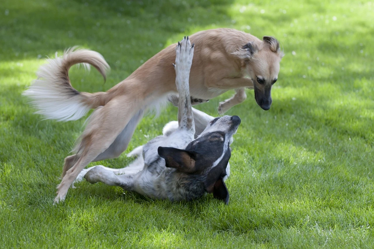 Prank Gone Wrong? This AI-Powered Robot Dog Is Shooting Paintballs